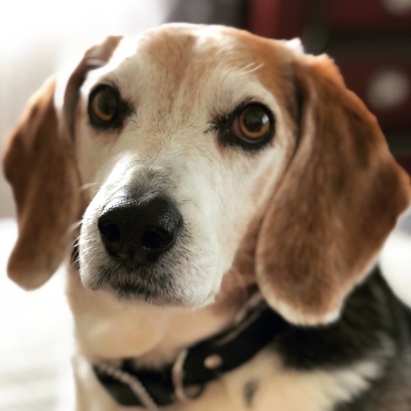 beaglebeagle